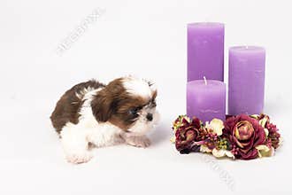 One cute little shih-tzu puppy with holliday candle