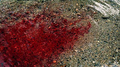 Lots Of Blood Flowing In The River