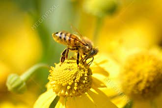 Honey Bee, Apis mellifera