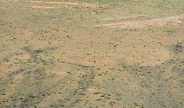 Arid grassland