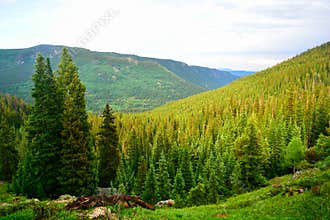 Pine Tree Forest In The Mountains