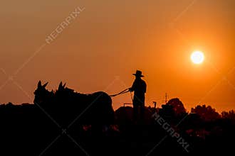 Amish while farming with horses at sunset