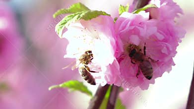 Flowering pear tree and bee taken pollen. Close up. Slow motion