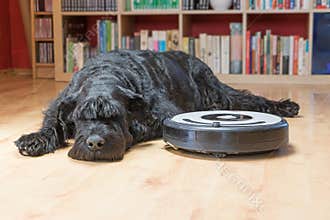 Black dog is lying next to the robotic vacuum cleaner
