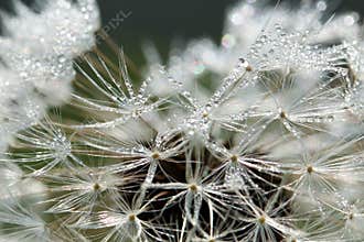 Dewy Dandelion Seed Head