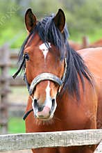 Portrait of a beautiful anglo-arabian stallion