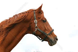 Portrait closeup of wonderful sportive stallion