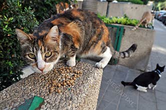 Feeding Stray Cats