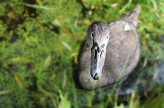 Curious Juvenile Swan