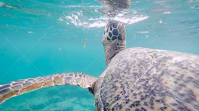 Fantastic scene of huge Indonesian turtle swimming deep in the ocean. Big terrapin of wonderful colour slowly floating