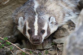 Close-up of badger face