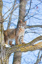 Bobcat standing at attention