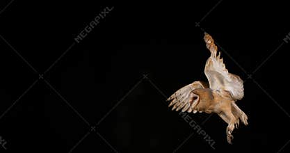 Barn Owl, tyto alba, Adult in flight, Normandy,