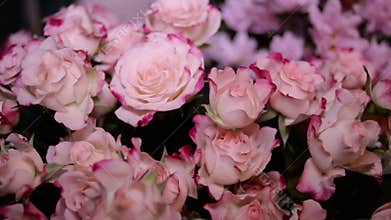 Bouquet of Pink roses