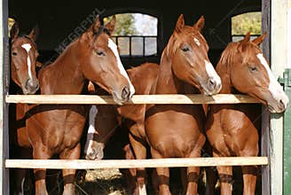 Group of nice thoroughbred foals looking over stable door