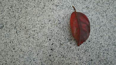 Red leaves on the marble