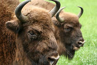 European bisons' heads