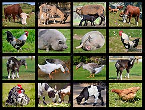 Farm animals mosaic