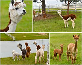 Alpacas farm collage