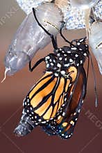 Monarch Chrysalis