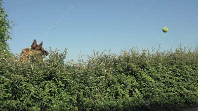 Domestic Dog, German Shepherd Dog, Male jumping above Edge, Normandy,