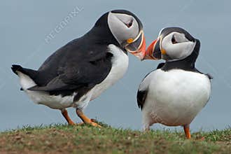 Puffins Billing