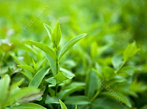 Bush of green tea