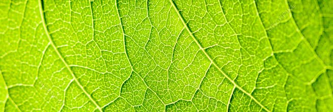 Green Leaf Texture With Visible Stomata Covering The Epidermis Layer