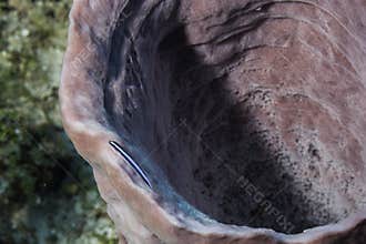 Neon Goby on Giant Barrel Sponge