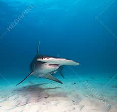 Great hammerhead shark.