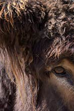 Beast. Mythological creature: minotaur, troll, or giant hairy mo