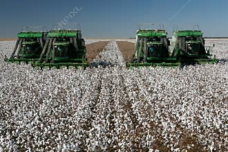 Cotton field