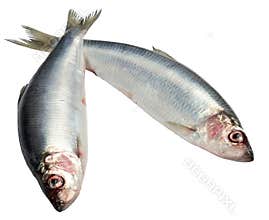 Herring