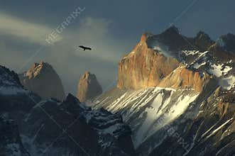 Condor at Torres del Paine, Chile