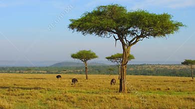 Ostriches and acacia trees in savanna at africa