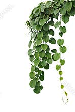 Heart-shaped thick green leaf wild vines, hanging climber vine b