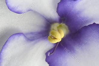 African Violet