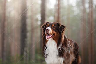 Australian shepherd walking in the woods