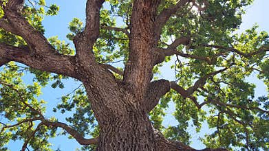 Oak tree