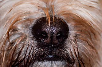 Close up shot of dog wet nose