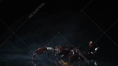 A dangerous scorpion in a light haze on a mirror