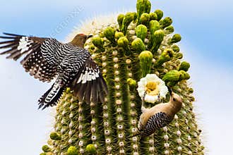 Gila Woodpeckers