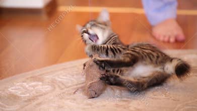 Bobtail cat play.