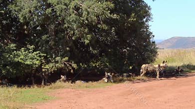 African Wild Dogs Pack