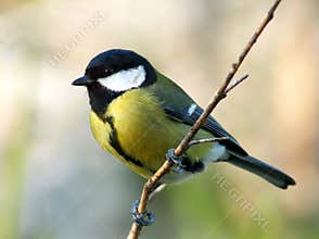 Great tit