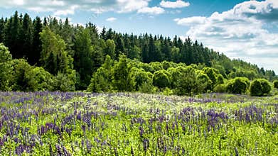 Violette lupine field with forest
