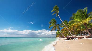Palm trees on a lonely tropical island