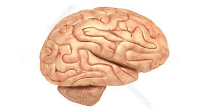 Human brain model, rotation loop