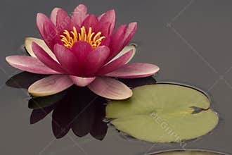 Pink Water Lily