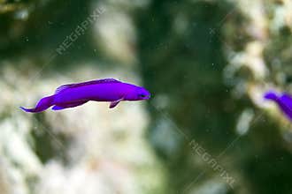 Orchid dottyback (pseudochromis fridmani)